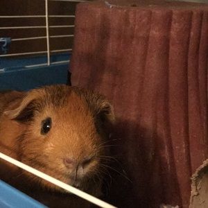 Meet your Posher, Rebecca